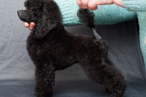 Criador de Caniches Toy.