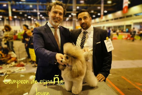Campeón de España Joven. Caniche Toy en Mallorca