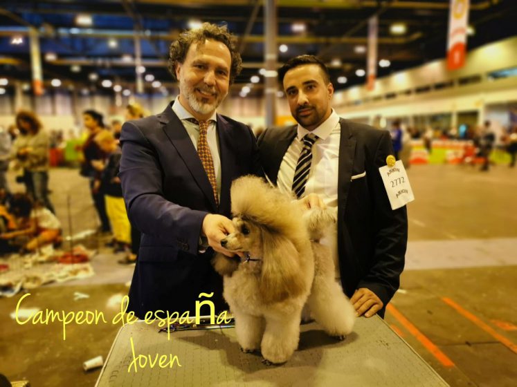 Campeón de España Joven. Caniche Toy en Mallorca