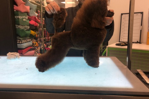 Caniches toy en Mallorca