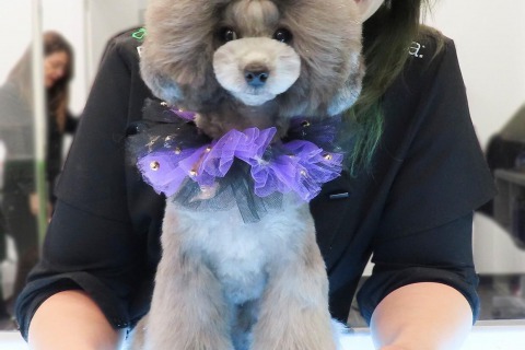 Caniches Toy en Mallorca