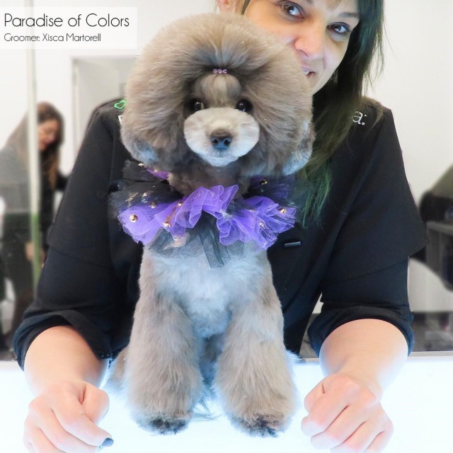 Caniches Toy en Mallorca