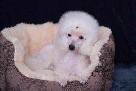 Caniches toy en Mallorca: Cría Selecta de Caniches Toy