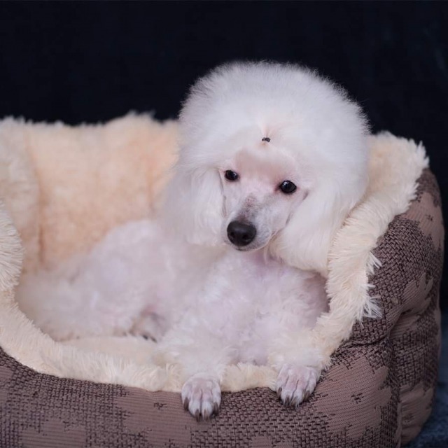 Caniches toy en Mallorca: Cría Selecta de Caniches Toy