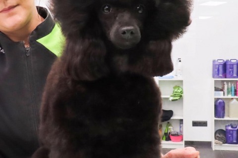 Caniches Toy en Mallorca. Cría y venta de Caniches Toy en Mallorca