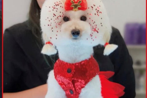 Cría de Caniches Toy