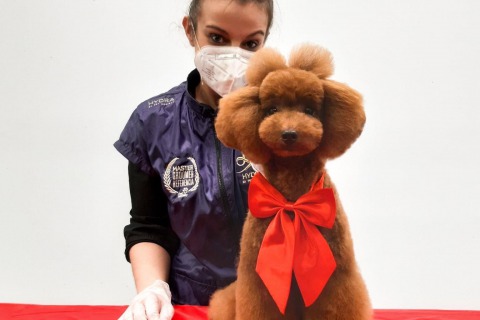 Venta de Caniches Toy en Mallorca