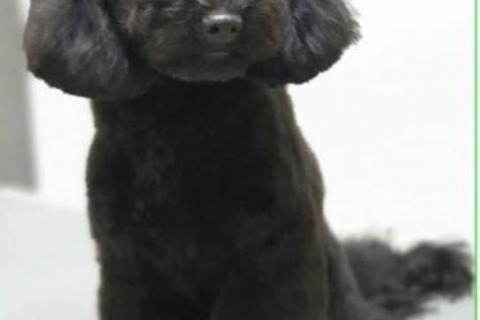 Cría de Caniches Toy en Mallorca