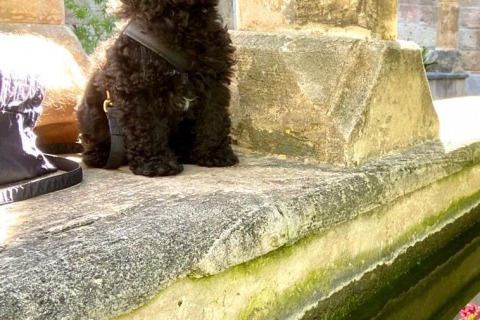 Cría de Caniches Toy en Mallorca