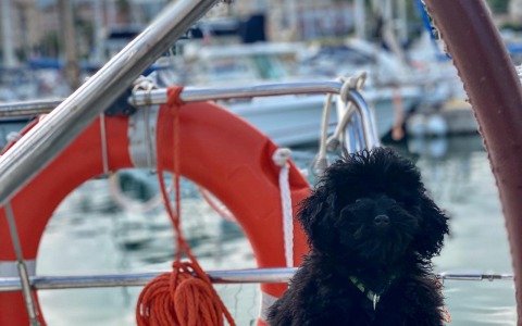 Comprar un Cachorro de Caniche Toy en Mallorca