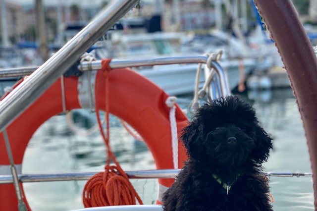 Comprar un Cachorro de Caniche Toy en Mallorca