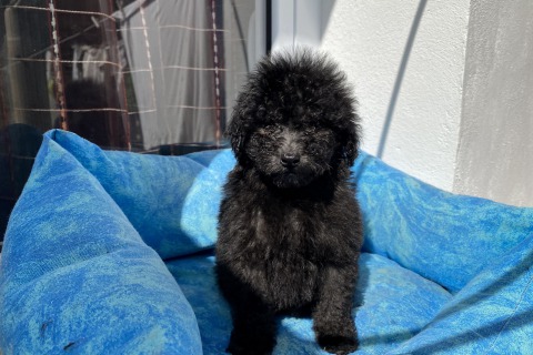 Cachorro de Caniche Toy en MAllorca