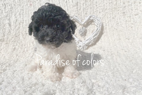 Cachorro de Caniche Toy en Mallorca