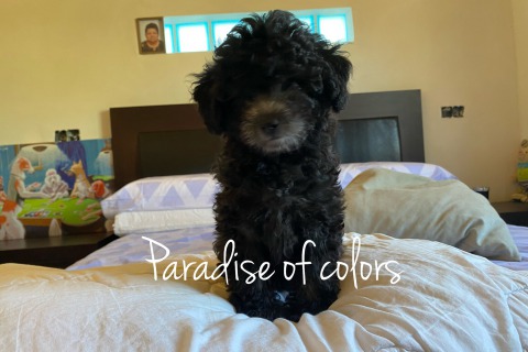 Venta de Caniches Toy en Mallorca