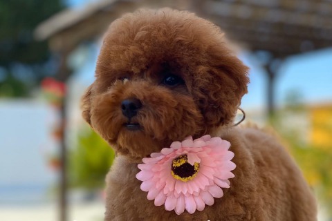 Comprar un Caniche Toy en Mallorca