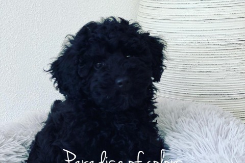 Comprar un Caniche Toy en Mallorca