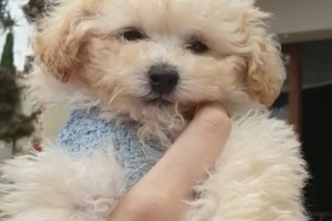 Cachorro de Caniche Toy