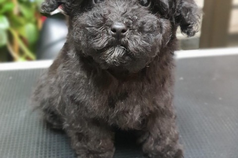 Caniche Toy en Mallorca