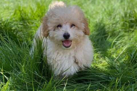 Image Not Found On Media Library