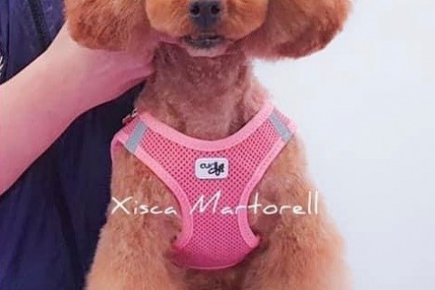 Caniche Toy en Mallorca