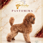 Pantomima en elegante mármol marfil