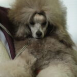 Caniche gris plata