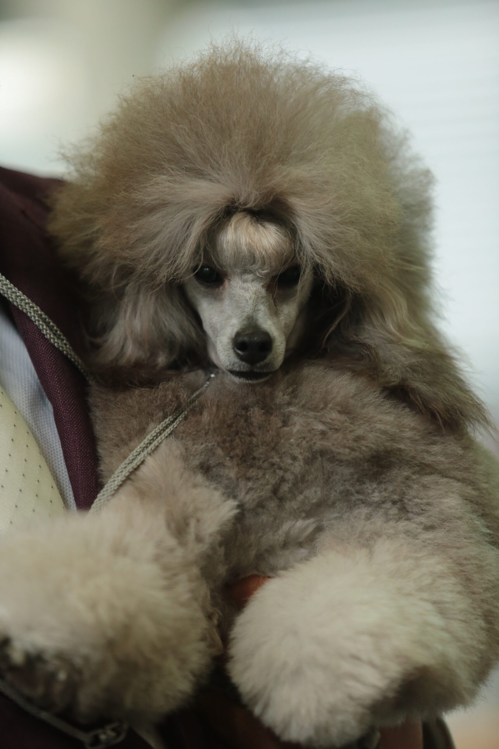 Caniche gris plata