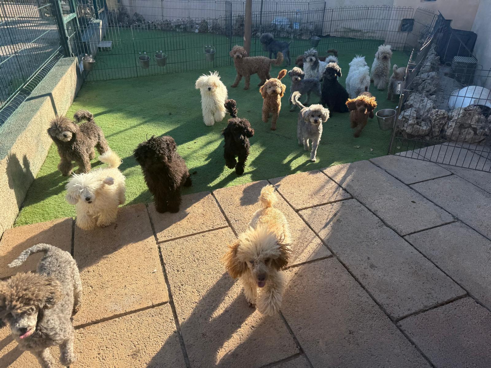 Criadero de perros caniche toy